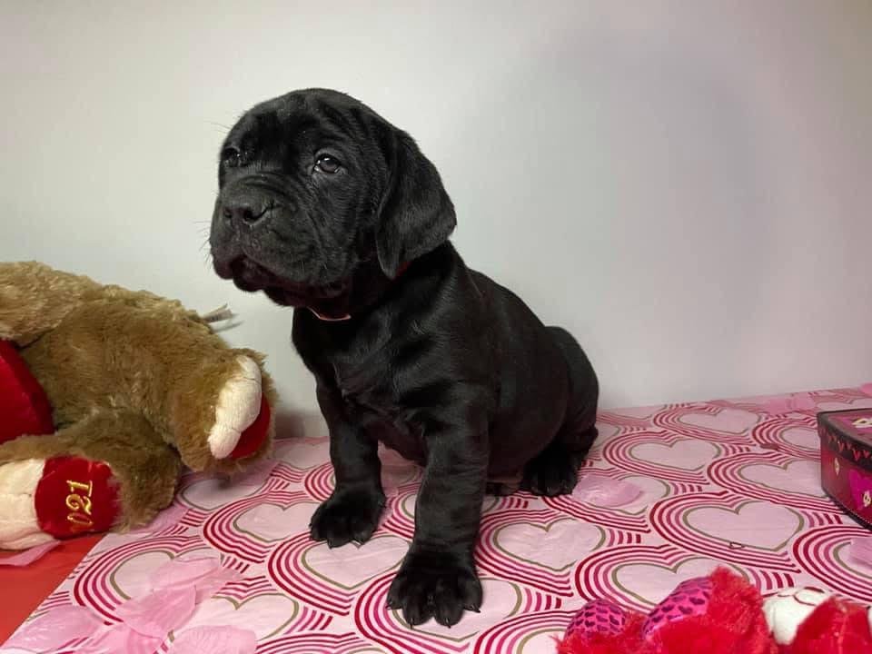  1 Cooper Male puppy For Sale 