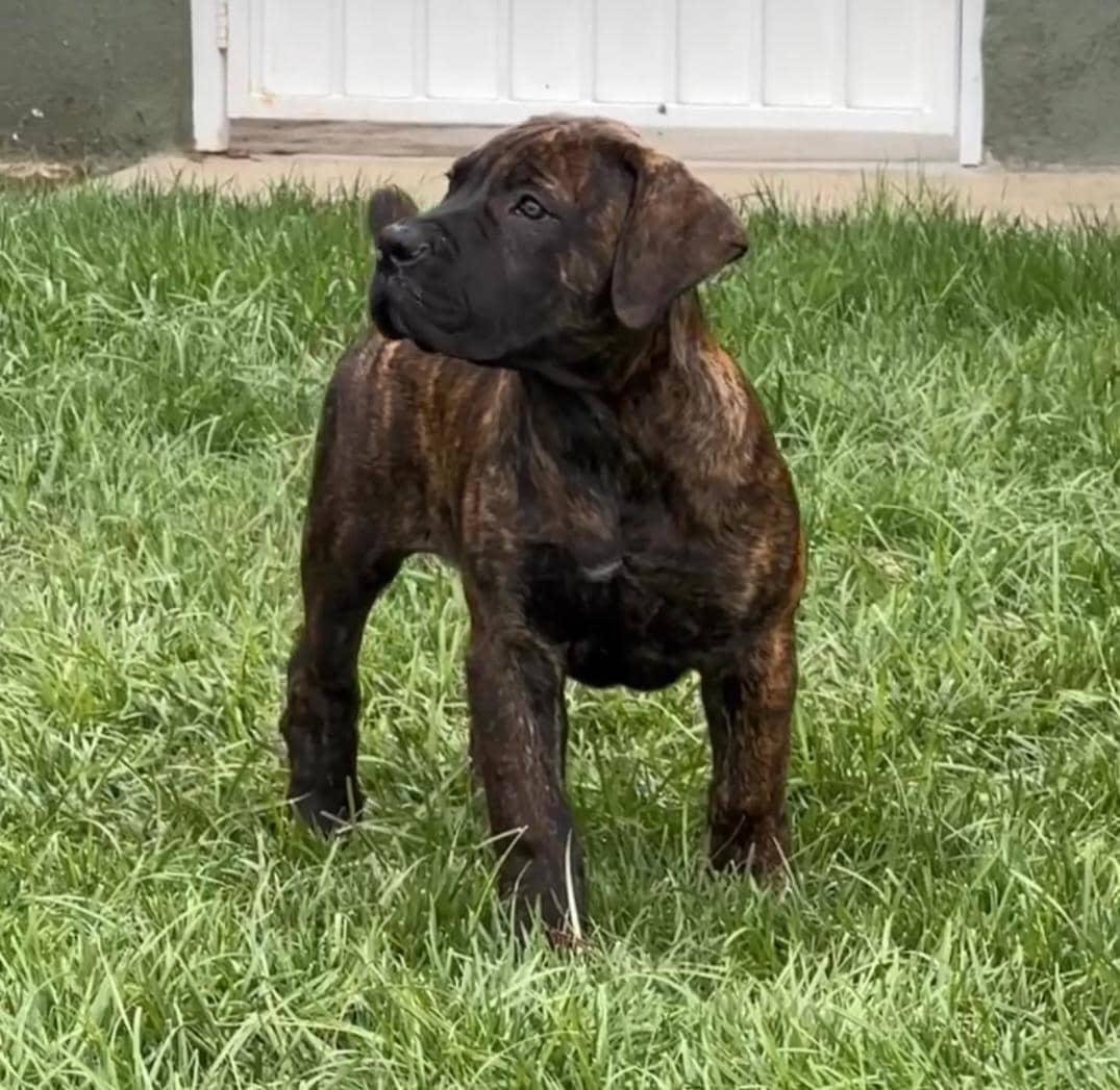  2 carlis  Male puppy For Sale 