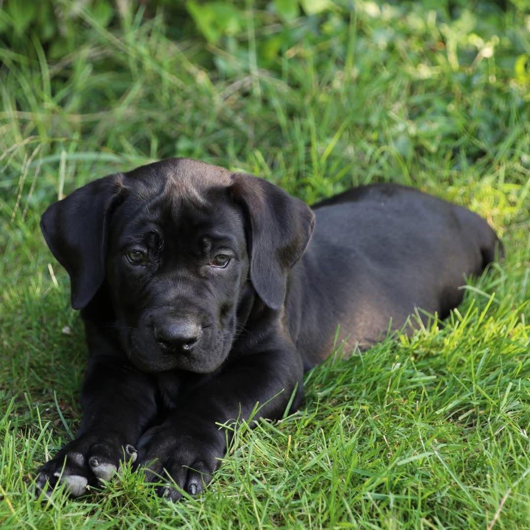  2 carlis  Male puppy For Sale 