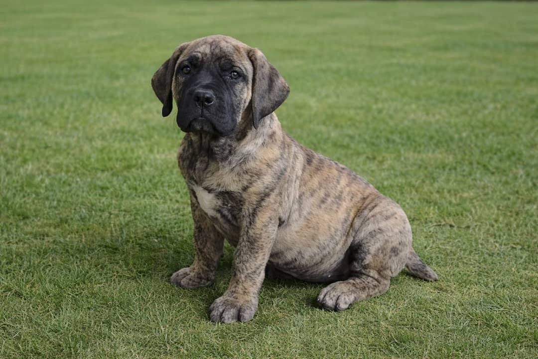  1 Cooper Male puppy For Sale 