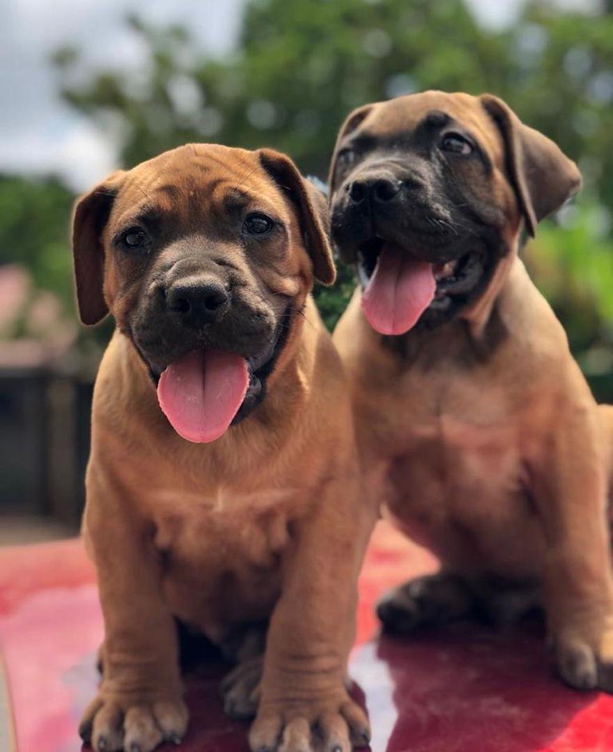  2 carlis  Male puppy For Sale 