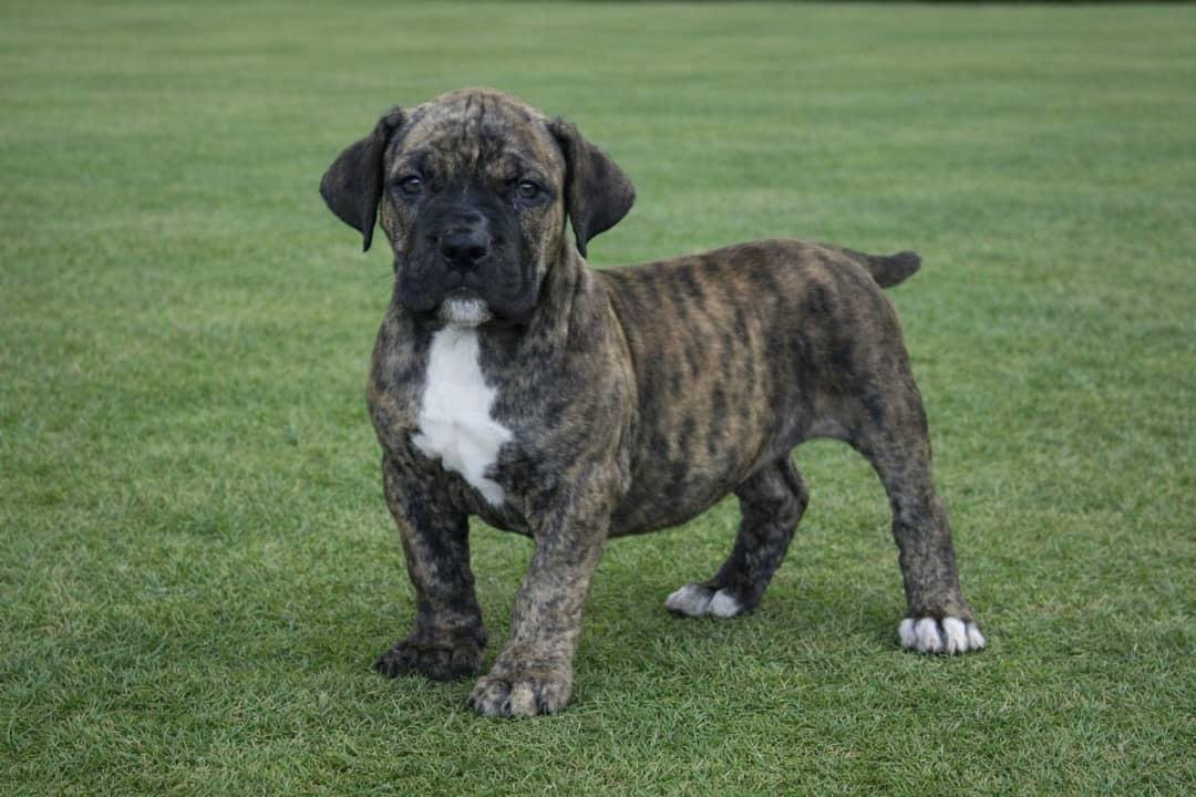  2 carlis  Male puppy For Sale 