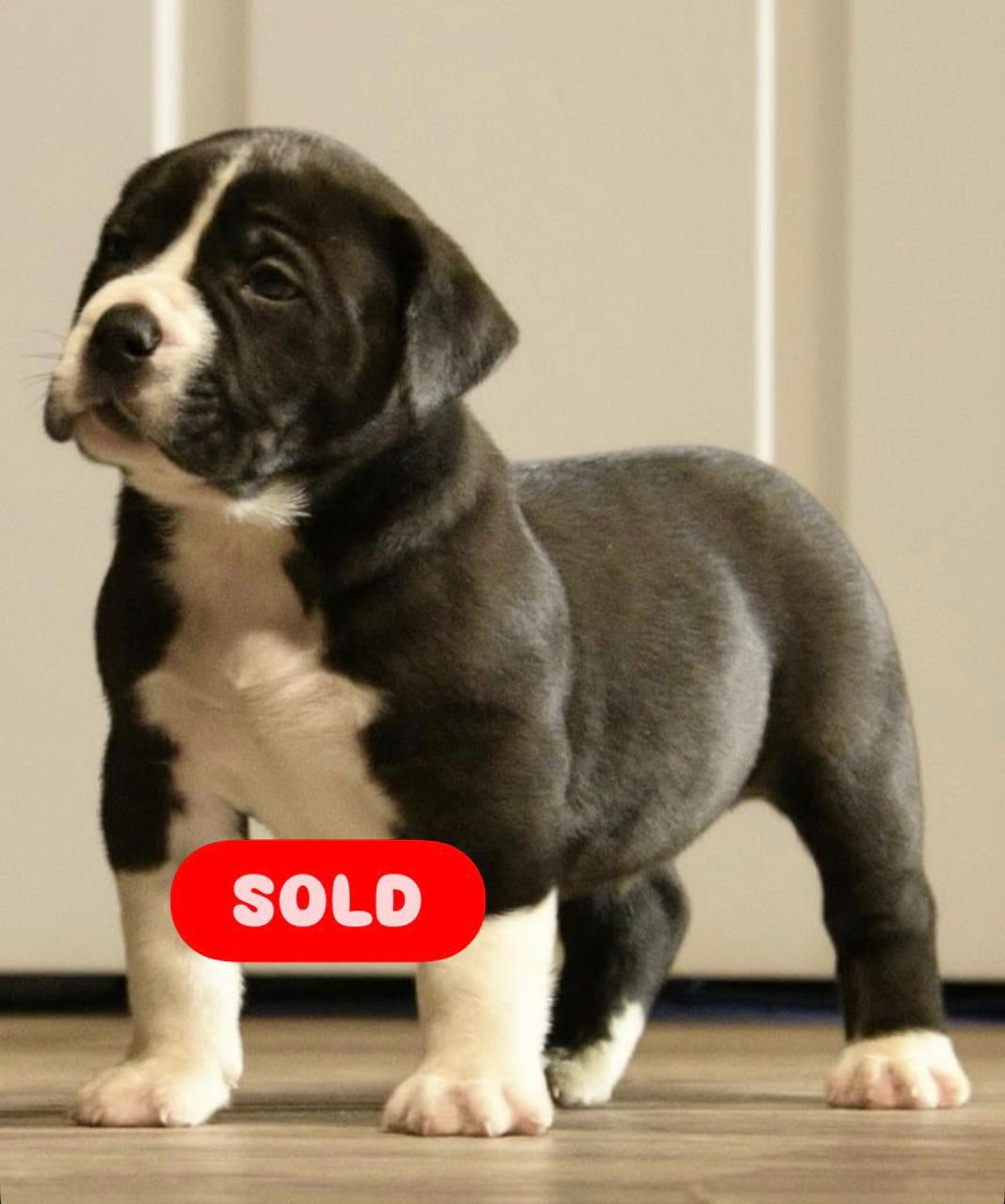  2 carlis  Male puppy For Sale 