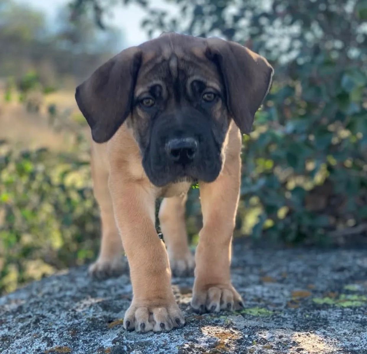  1 Cooper Male puppy For Sale 