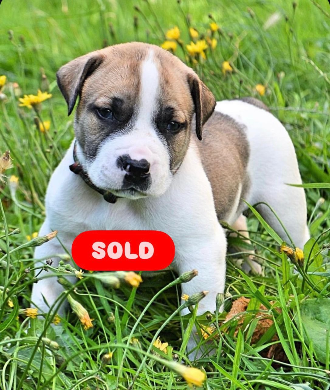  2 carlis  Male puppy For Sale 