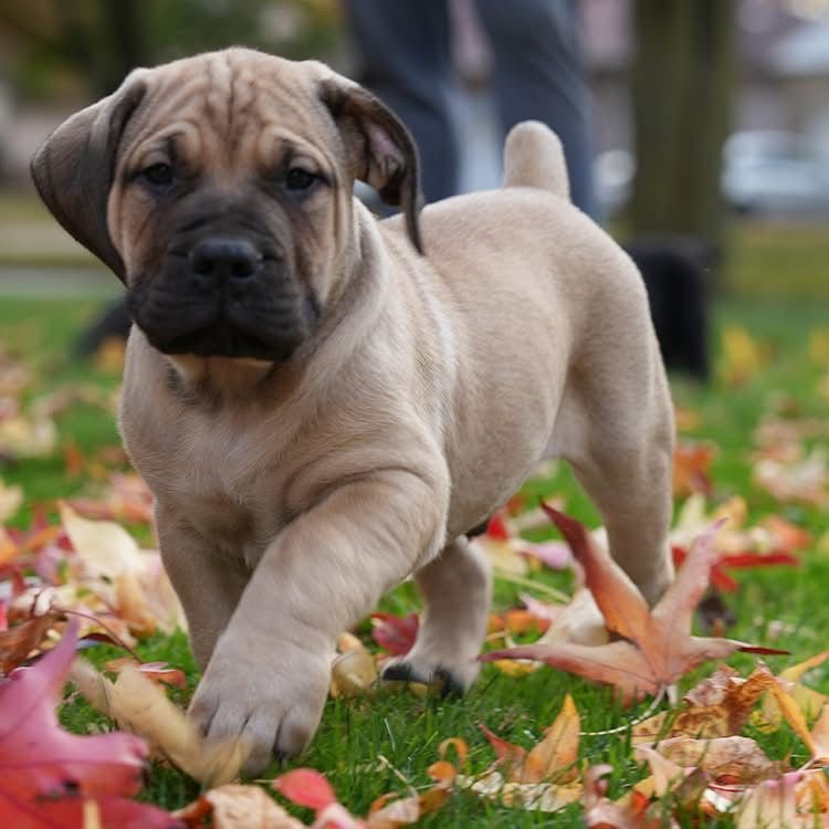  2 carlis  Male puppy For Sale 