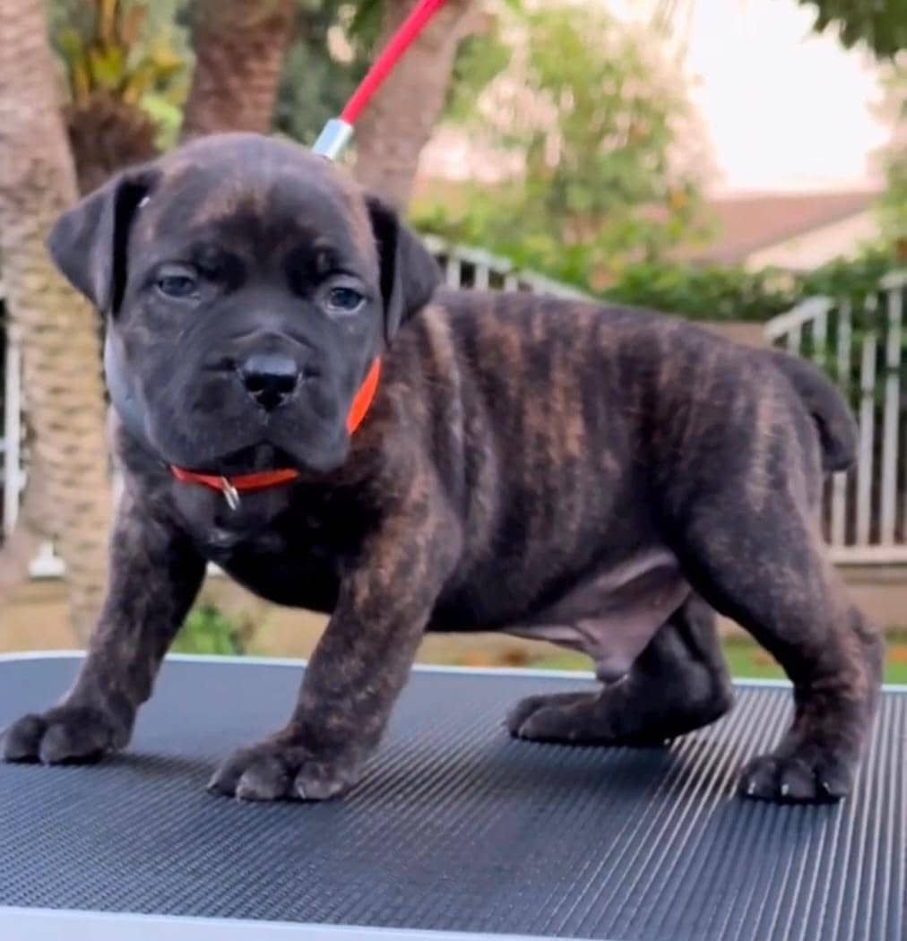  2 carlis  Male puppy For Sale 