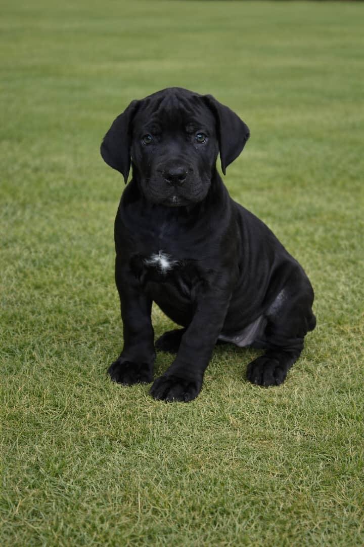  2 carlis  Male puppy For Sale 