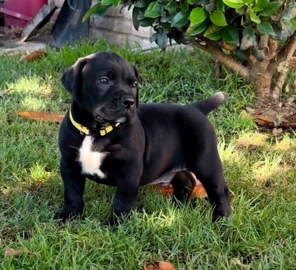  2 carlis  Male puppy For Sale 