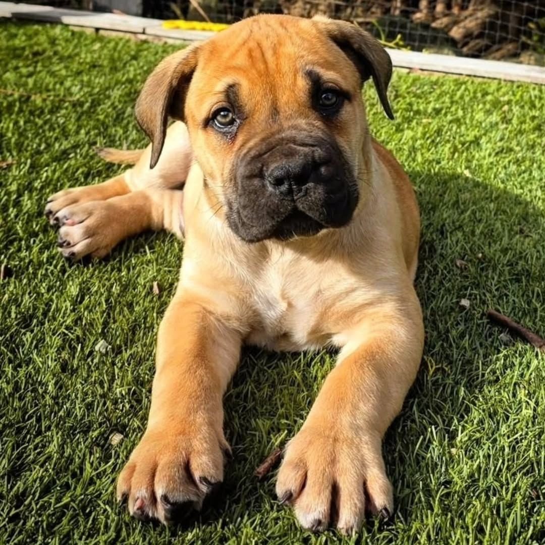  1 Cooper Male puppy For Sale 