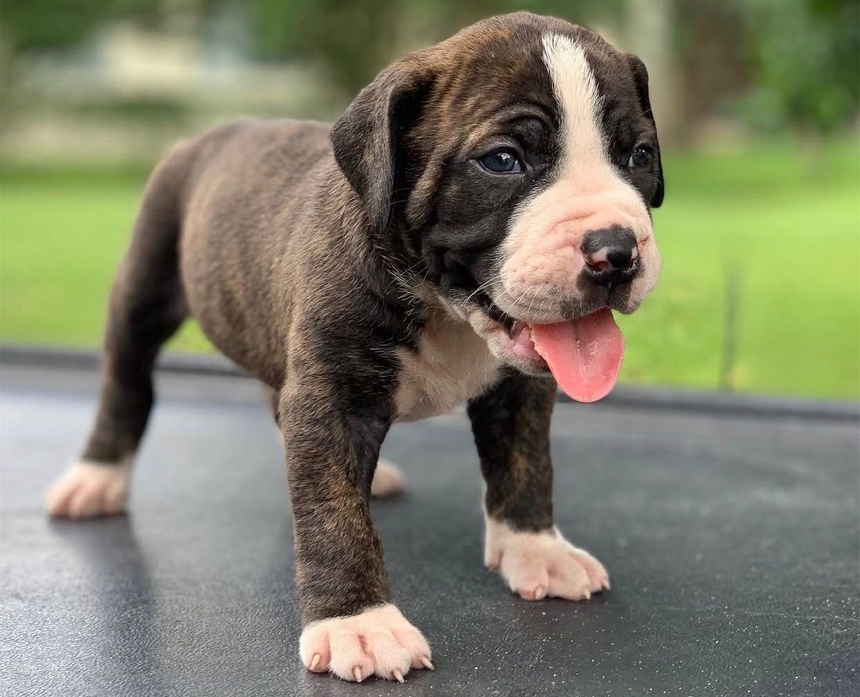  2 carlis  Male puppy For Sale 