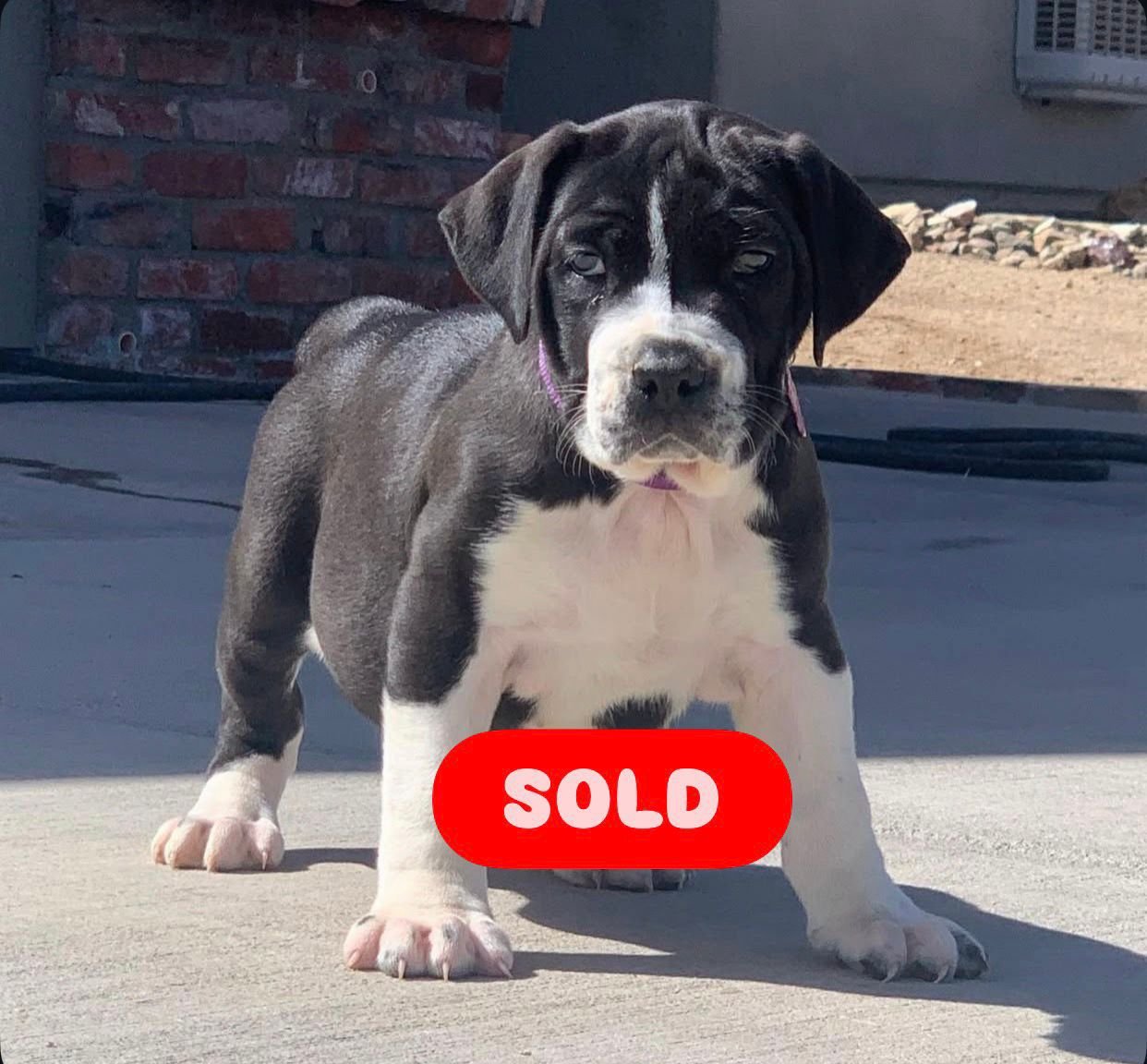  1 Cooper Male puppy For Sale 