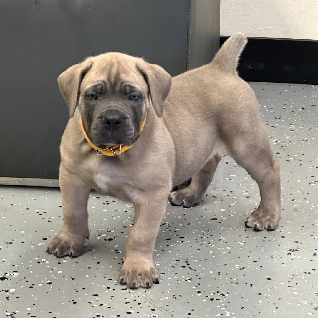  2 carlis  Male puppy For Sale 