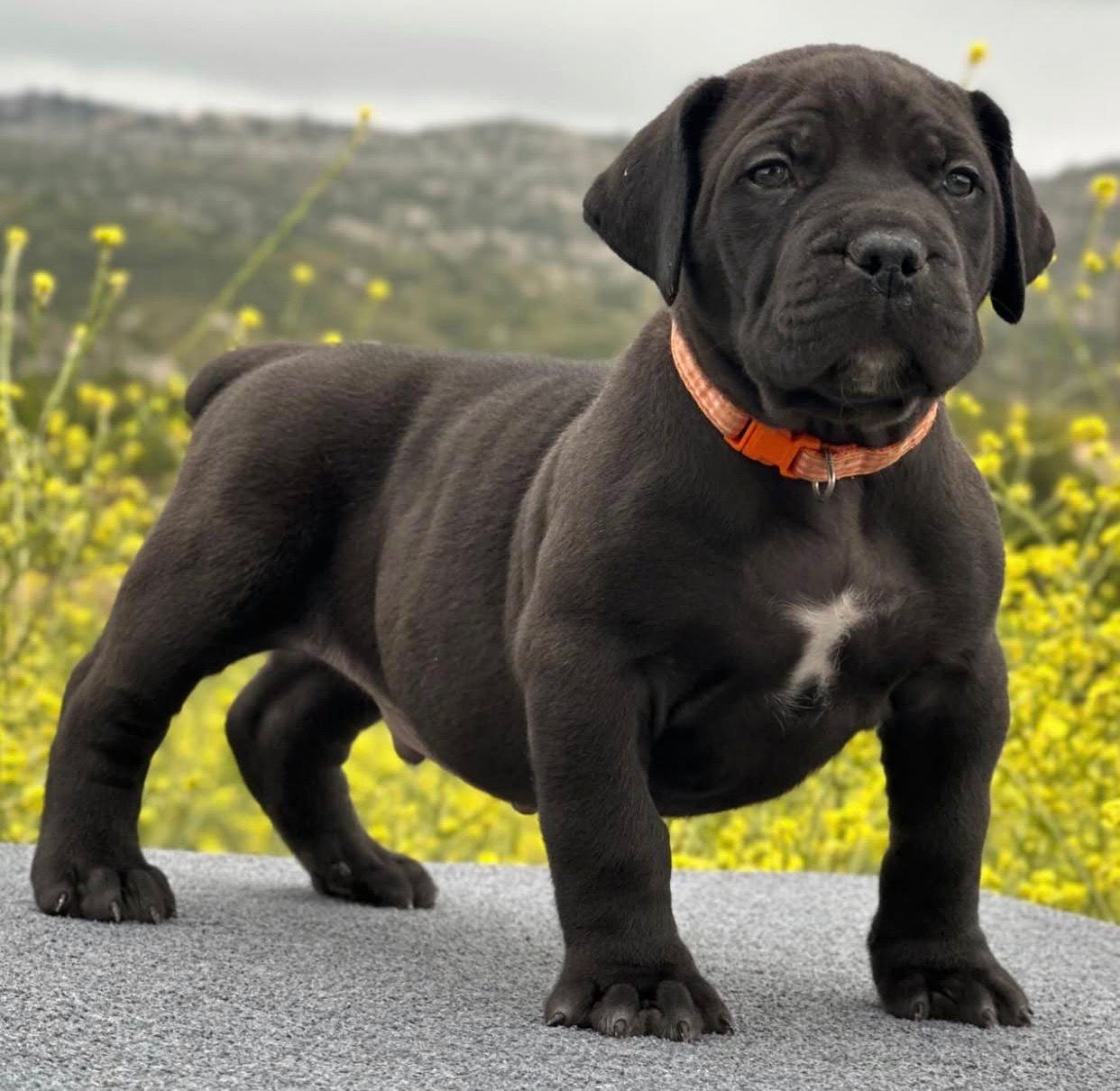  2 carlis  Male puppy For Sale 