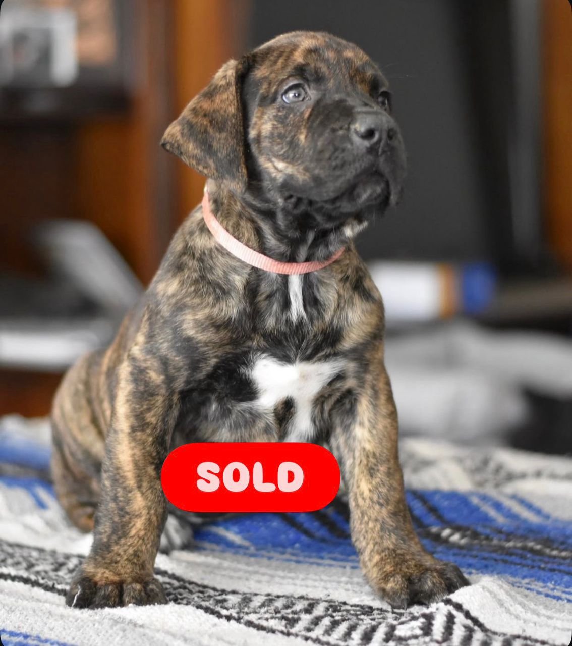  2 carlis  Male puppy For Sale 