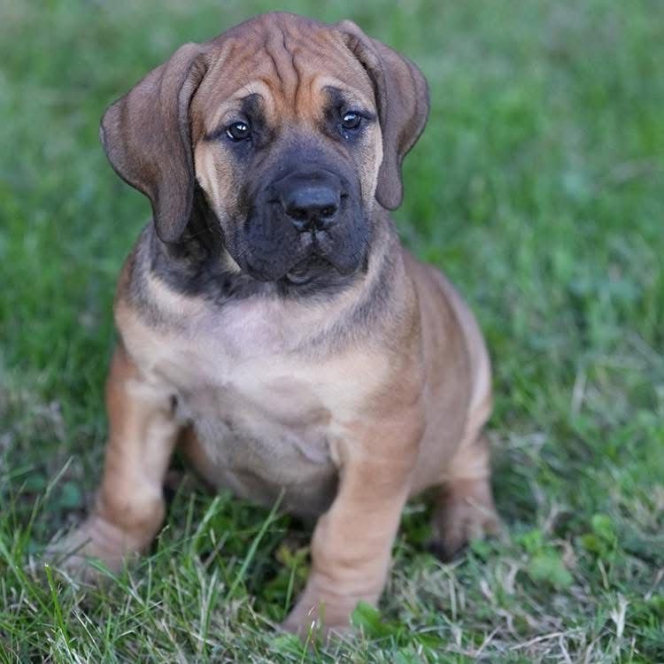  1 Cooper Male puppy For Sale 