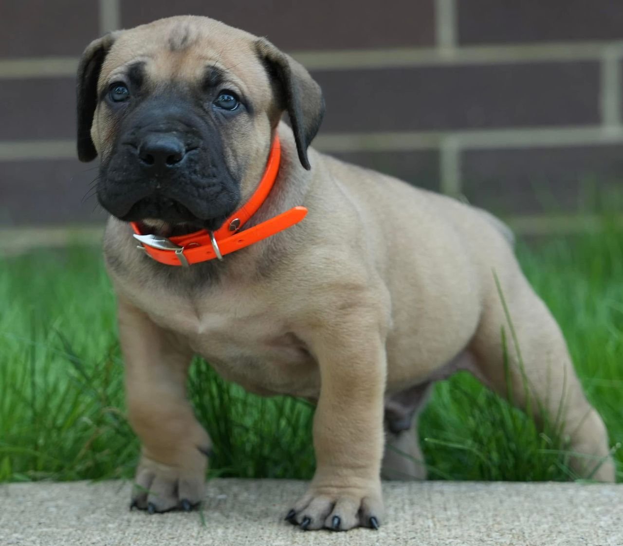  2 carlis  Male puppy For Sale 