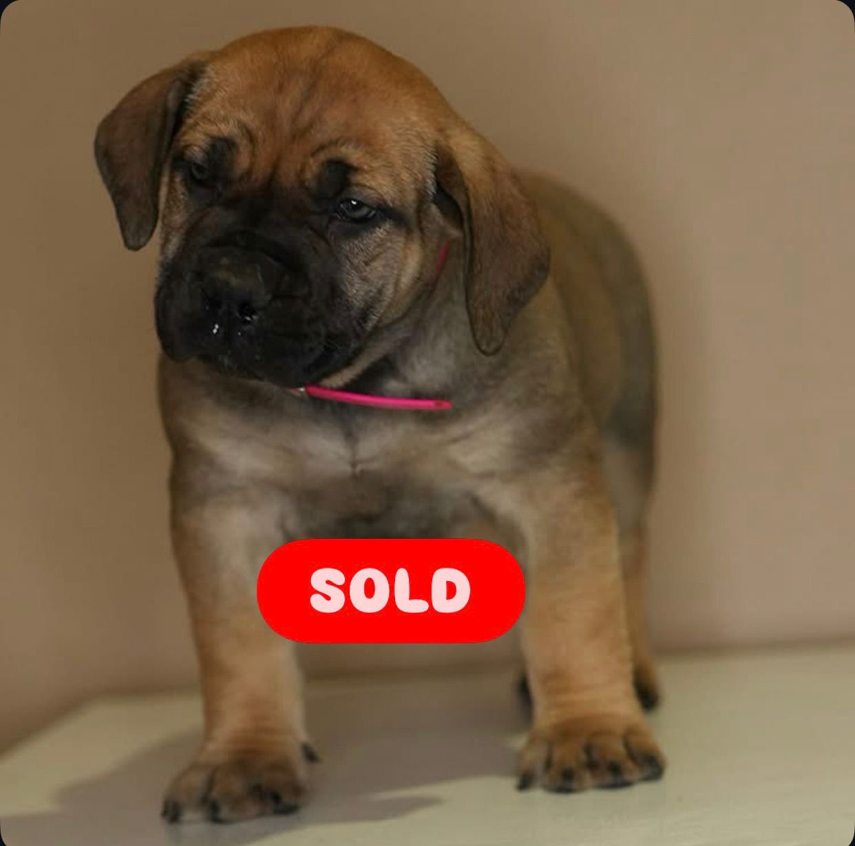  2 carlis  Male puppy For Sale 