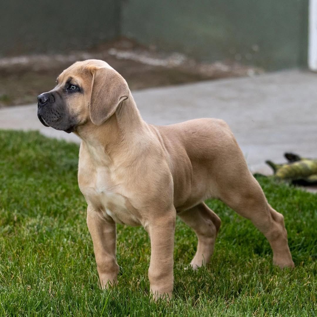  2 carlis  Male puppy For Sale 