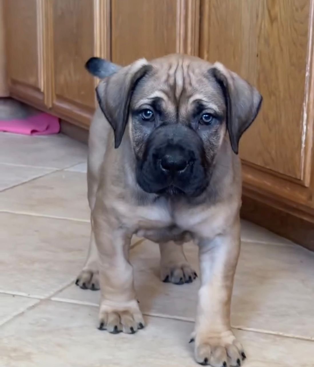  2 carlis  Male puppy For Sale 