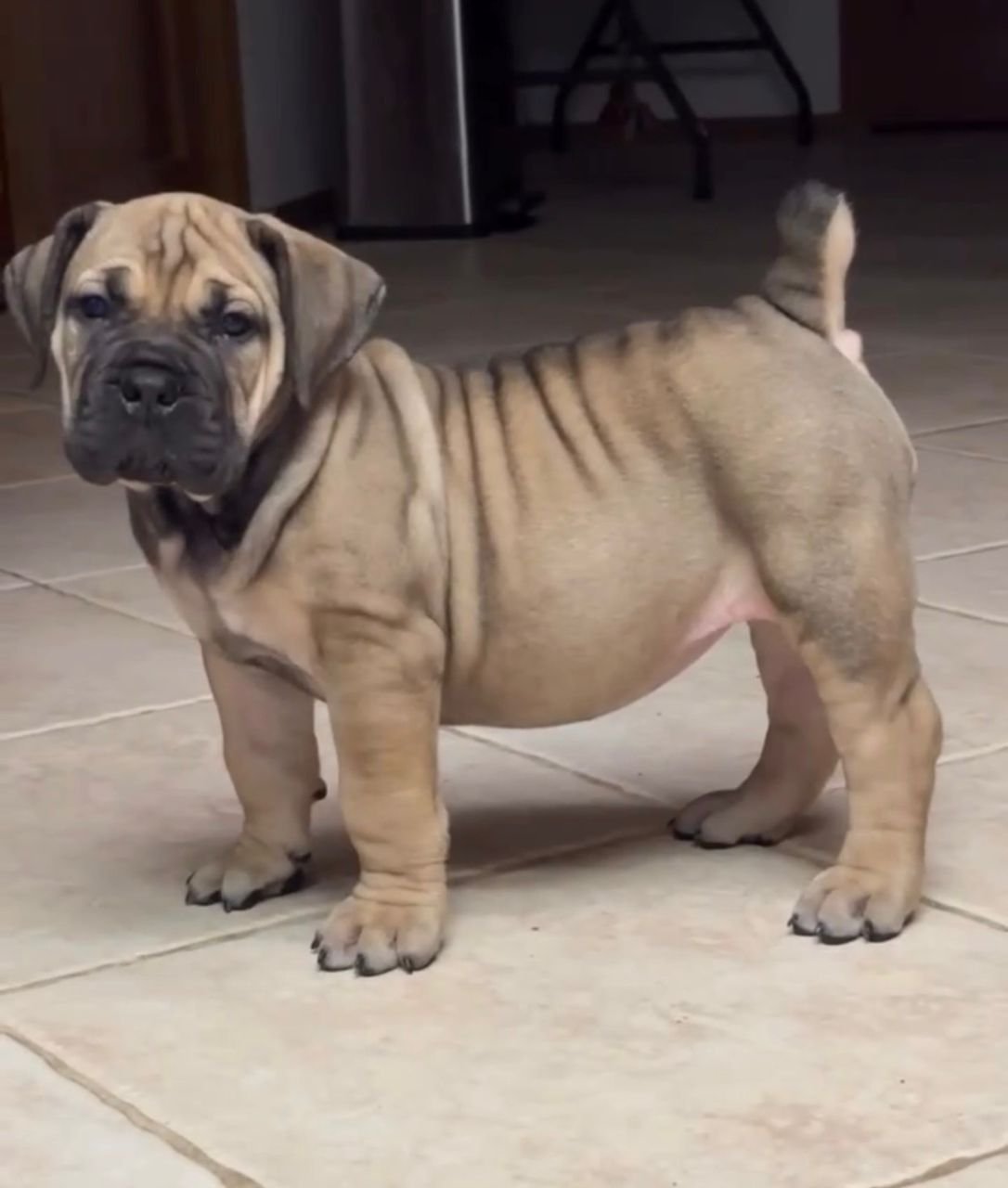  2 carlis  Male puppy For Sale 