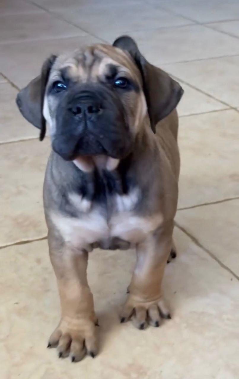  2 carlis  Male puppy For Sale 