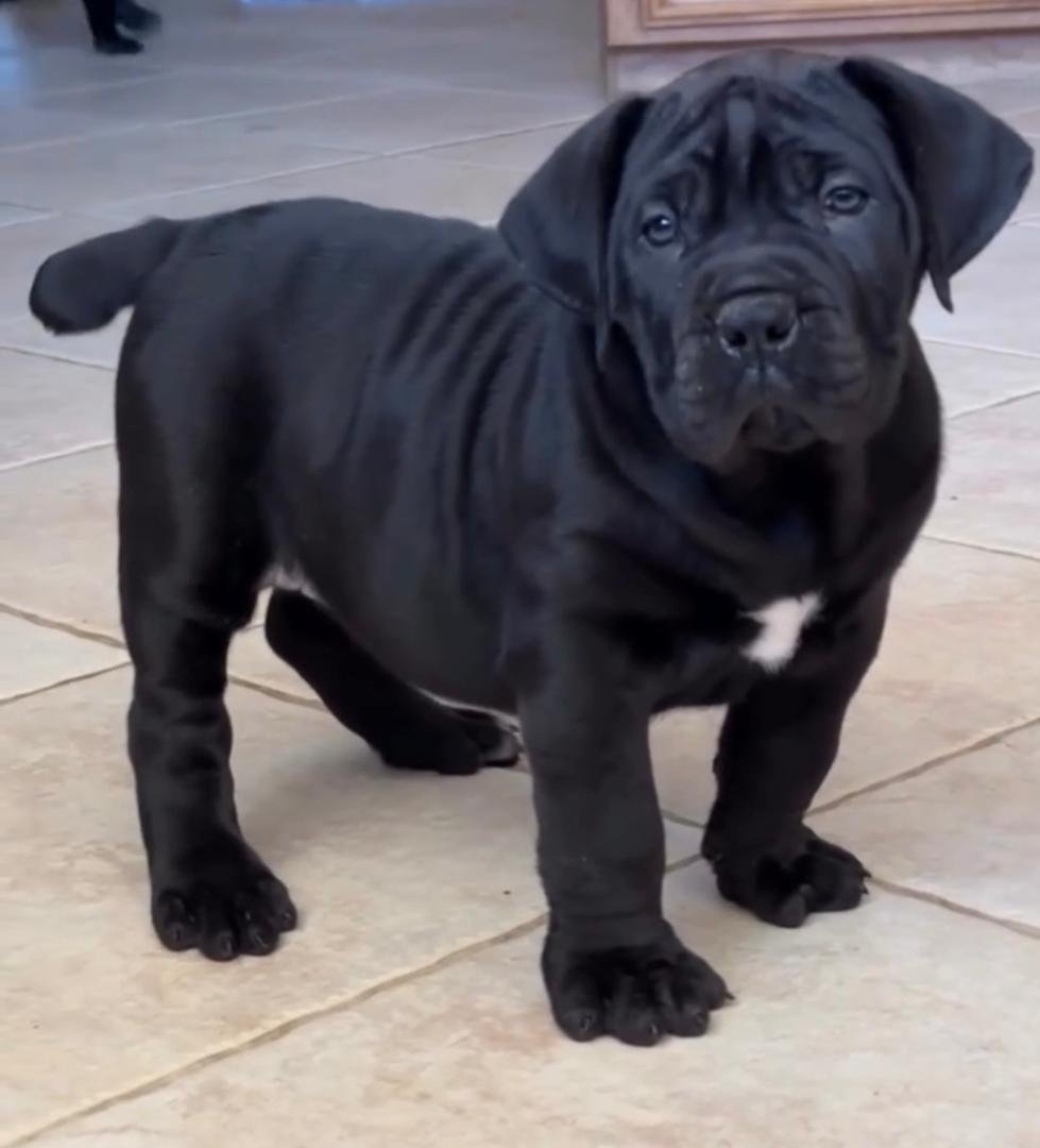  2 carlis  Male puppy For Sale 