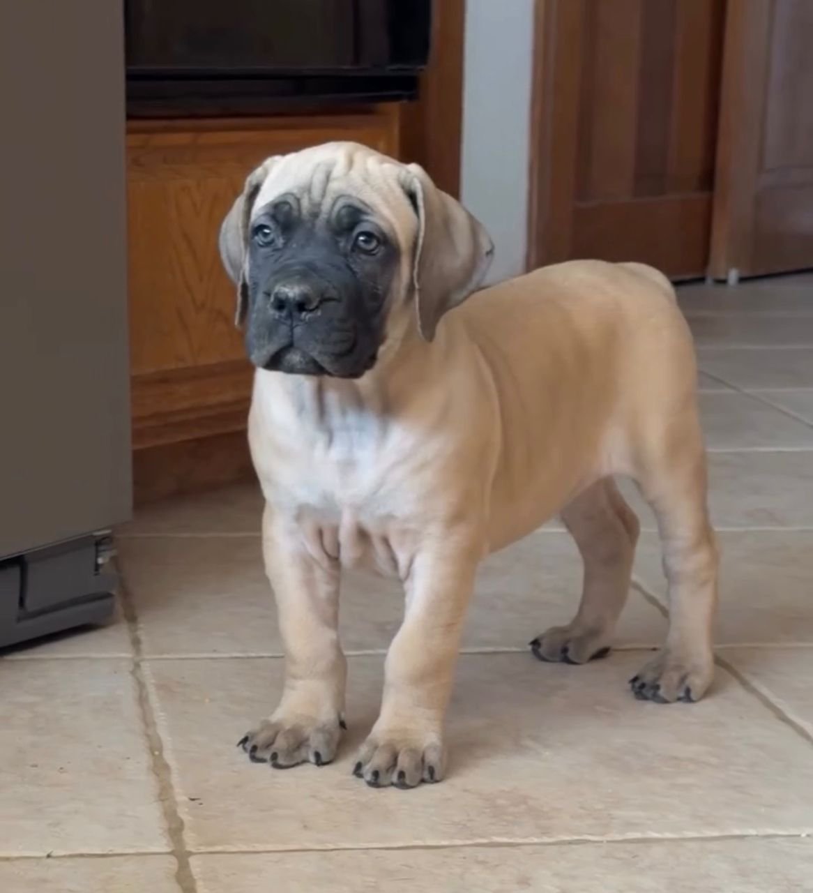  2 carlis  Male puppy For Sale 